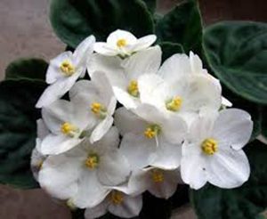 African Violets (White) – Plant