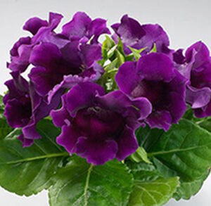 Gloxinia (Purple) – Plant