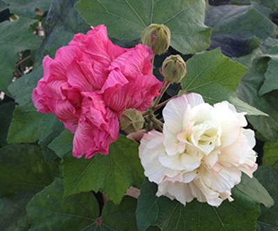 Hibiscus Mutabilis – Plant