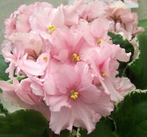 African Violets (Baby Pink) – Plant